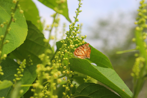 Sachacol SAS - Aceite de Sacha Inchi - Plukenetia volubilis Extra Virgen Premium - Colombia